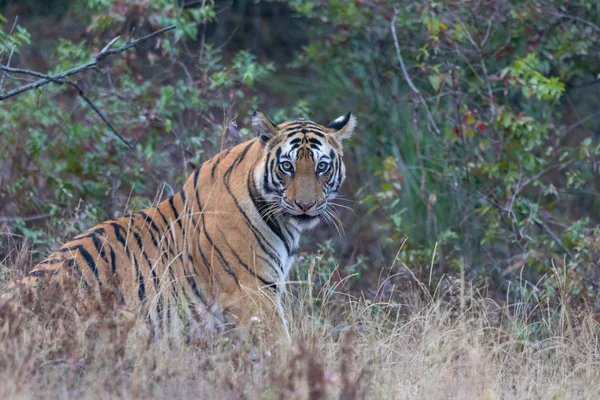 Vida silvestre de los parques nacionales de Kanha y Bhandhavgarh — Foto de Stock