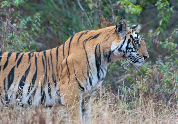 Wilde dieren en planten van de nationale parken Kanha en Bhandhavgarh — Stockfoto