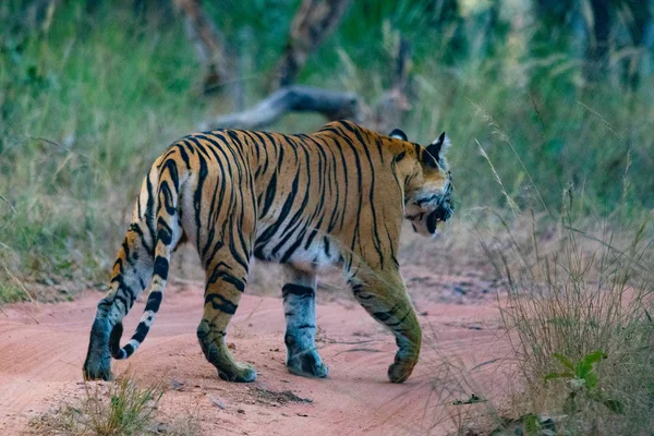 カンハとバンハンハーガル国立公園の野生動物 — ストック写真