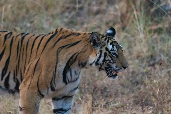 Djurlivet i Kanha och Bhandhavgarh nationalparker — Stockfoto