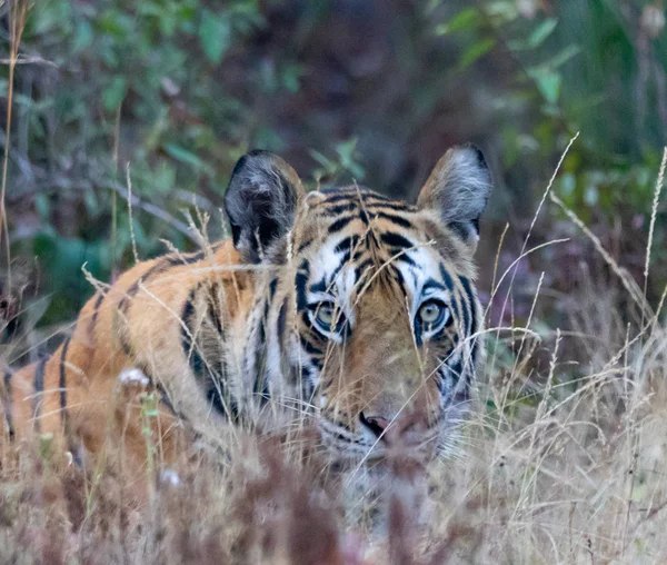 Wilde dieren en planten van de nationale parken Kanha en Bhandhavgarh — Stockfoto