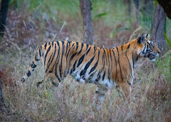 Wilde dieren en planten van de nationale parken Kanha en Bhandhavgarh — Stockfoto