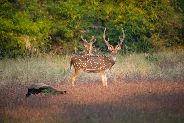 Vida silvestre de los parques nacionales de Kanha y Bhandhavgarh — Foto de Stock