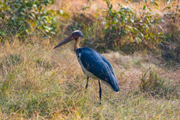 Djurlivet i Kanha och Bhandhavgarh nationalparker — Stockfoto