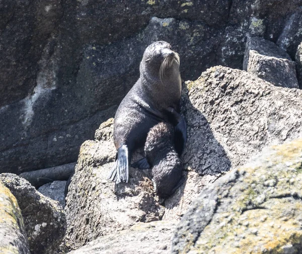 Yeni Zeland Kuzey ve Güney Adalarını Vurguluyor — Stok fotoğraf