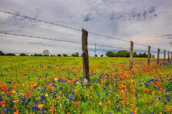 Wildflowers, bluebonnets, painted, Texas, Brenham