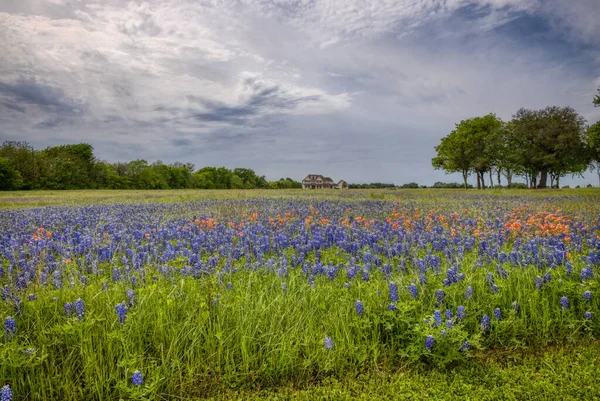 Wildflowers, bluebonnets, painted, Texas, Brenham