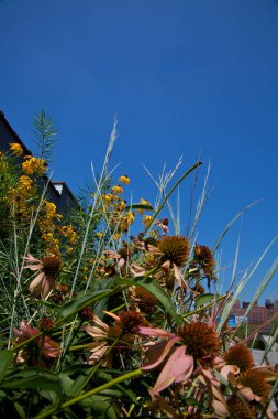 High Line Park, New York Manzarası