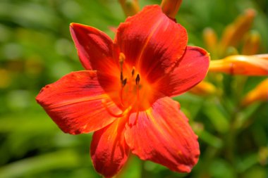 Butchart Bahçeleri 'nde hala çiçekler var.