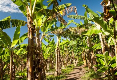 Muz plantation,: Ometepe Island, Nicaragua