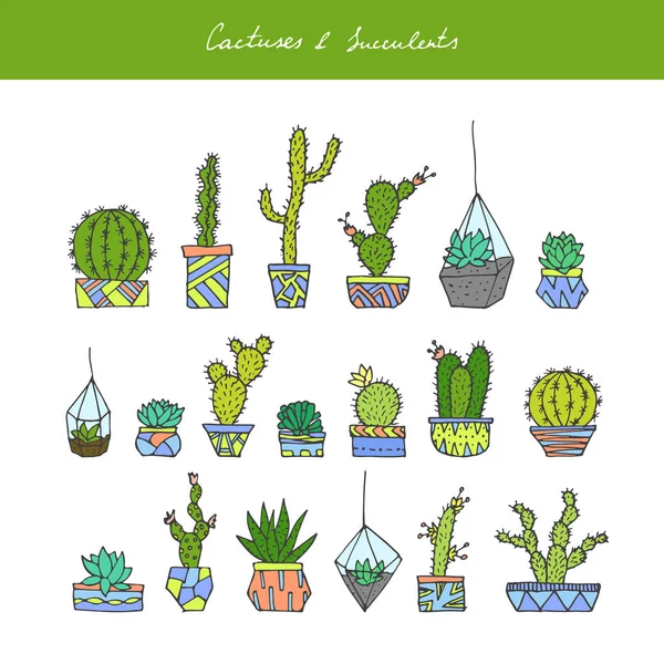 Ensemble de cactus, succulents . — Image vectorielle