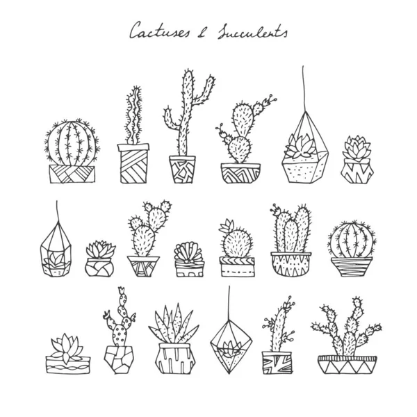 Cactussen, succulenten verzameling. — Stockvector