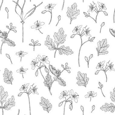 Adaçayı çiçeği deseni.