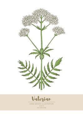 Valerian çizimi.