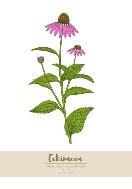 Ekinezya illüstrasyonu.