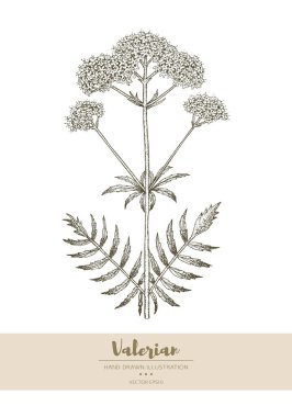 Valerian çizimi.