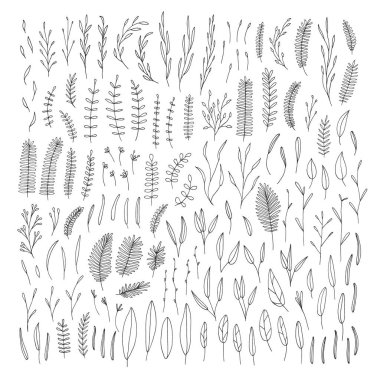 Bitkiler, yapraklar.