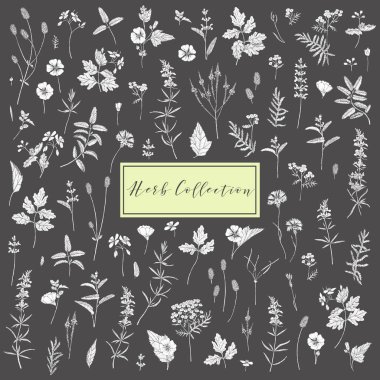 Vektör şifalı bitkiler.