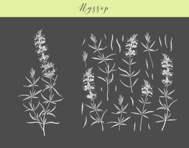 Vektör hissop bitkisi.