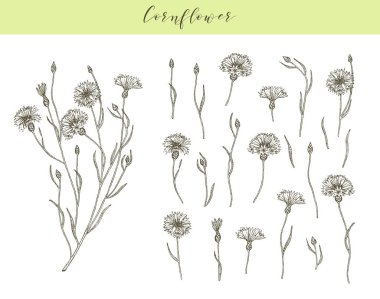 Vektör çiçek bitkisi.