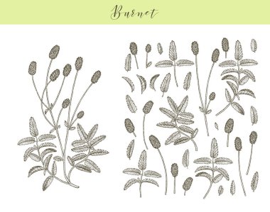 Vektör burnet bitkisi.