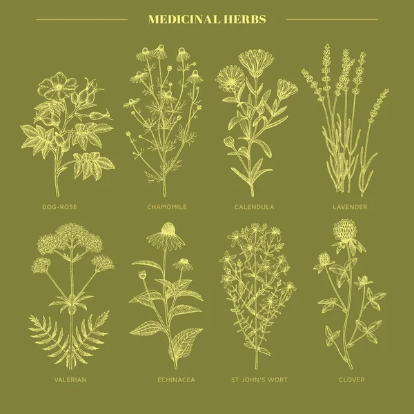 Medicinal herbs. — Stock Vector