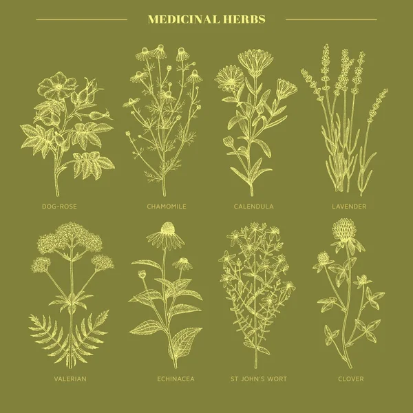 Hierbas medicinales . — Vector de stock