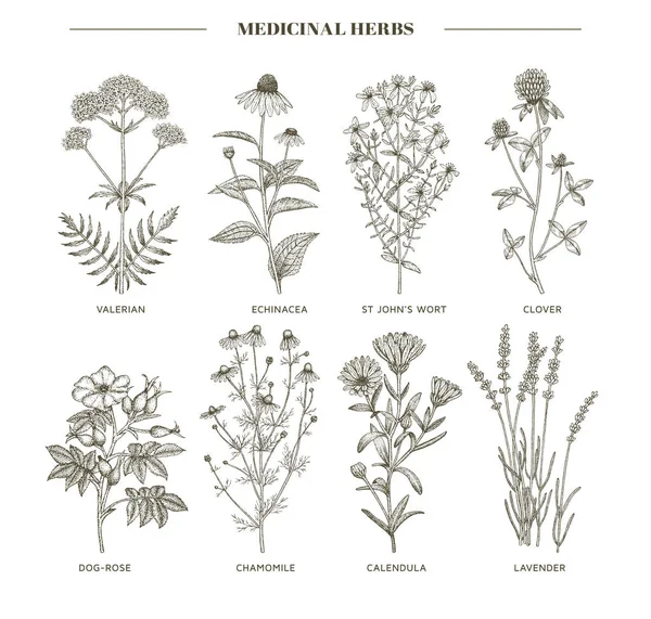 Léčivé herbs. — Stockový vektor