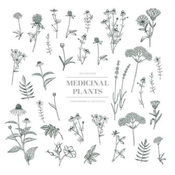 Medicinal herbs. — Stock Vector