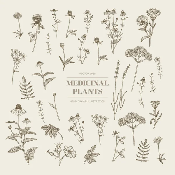 Herbes médicinales . — Image vectorielle