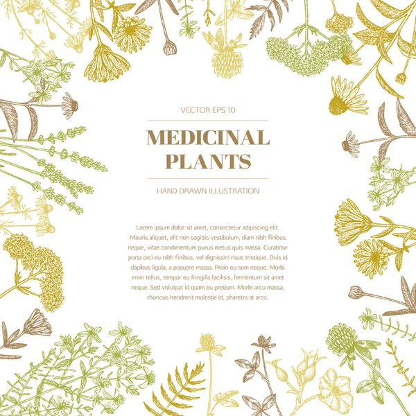 Plantas medicinales . — Vector de stock