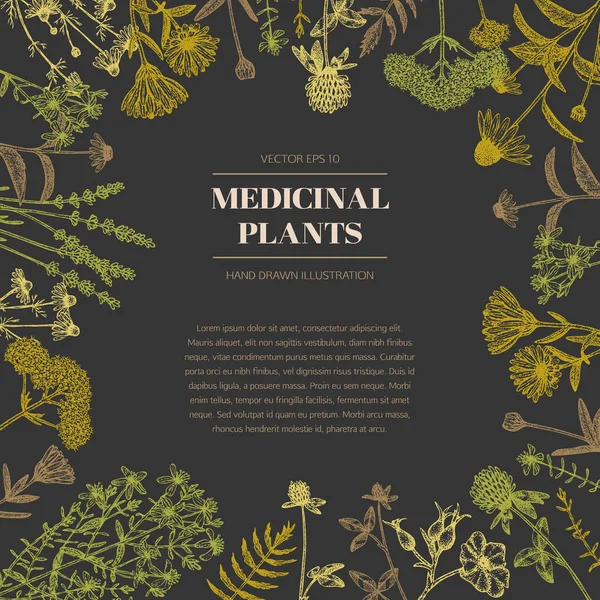 Plantas medicinais . —  Vetores de Stock