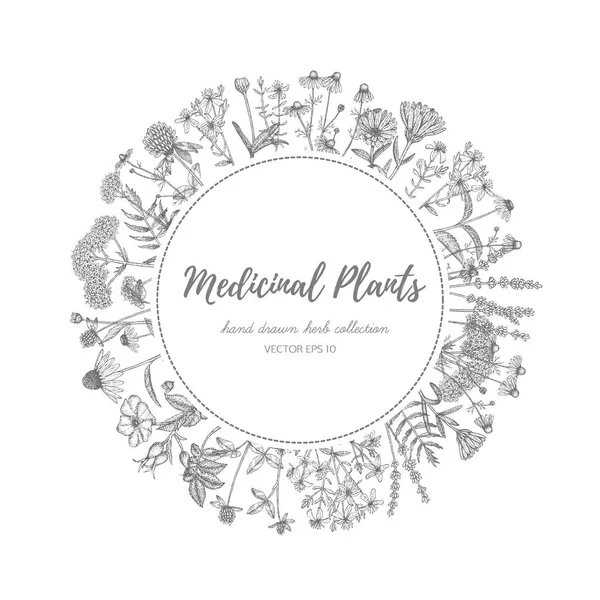 Plantas medicinales . — Vector de stock