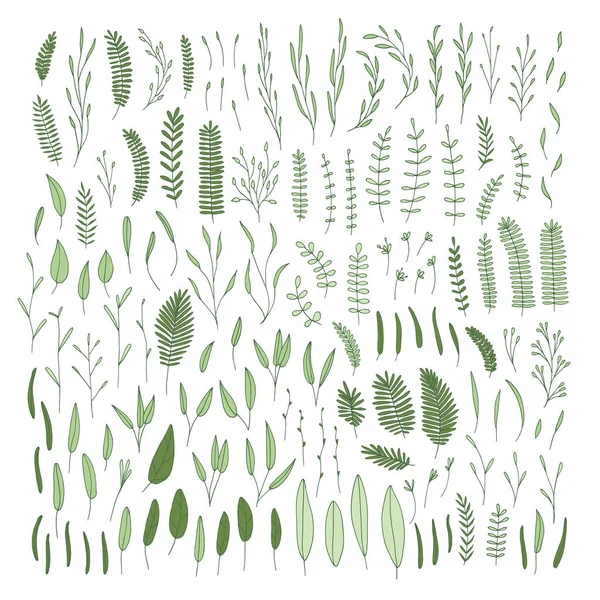 Plantes, feuilles . — Image vectorielle