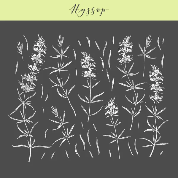 Vector hyssop βότανο. — Διανυσματικό Αρχείο