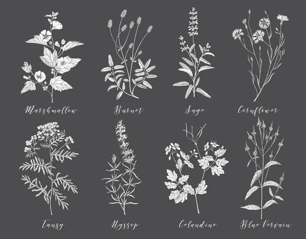 Vector medicinal herbs. — 스톡 벡터