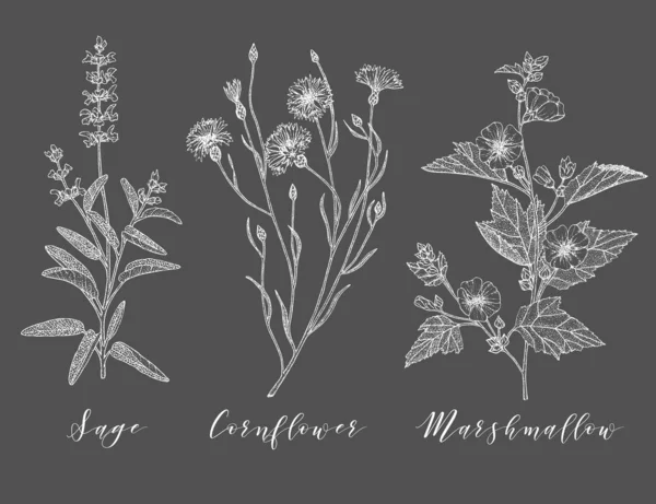 Herbes médicinales vectorielles . — Image vectorielle