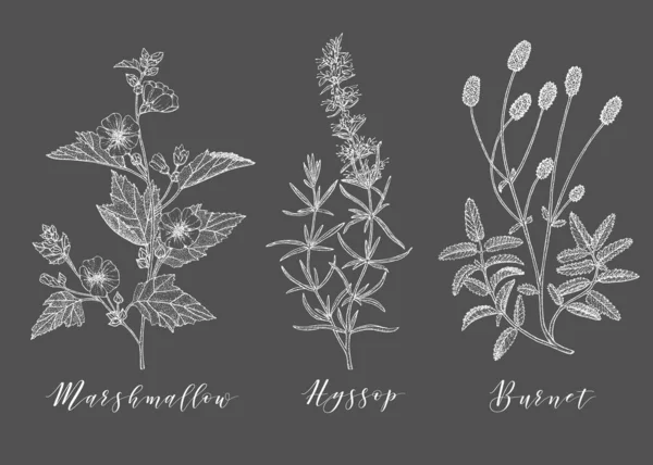 Herbes médicinales vectorielles . — Image vectorielle