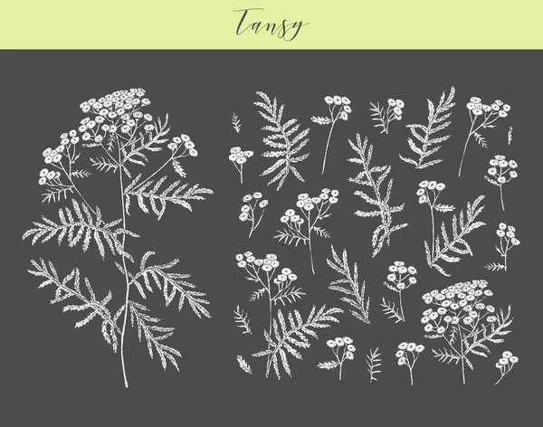 Φυτικό φυτό tansy. — Διανυσματικό Αρχείο