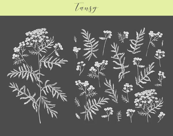 Vectortansy kruid. — Stockvector