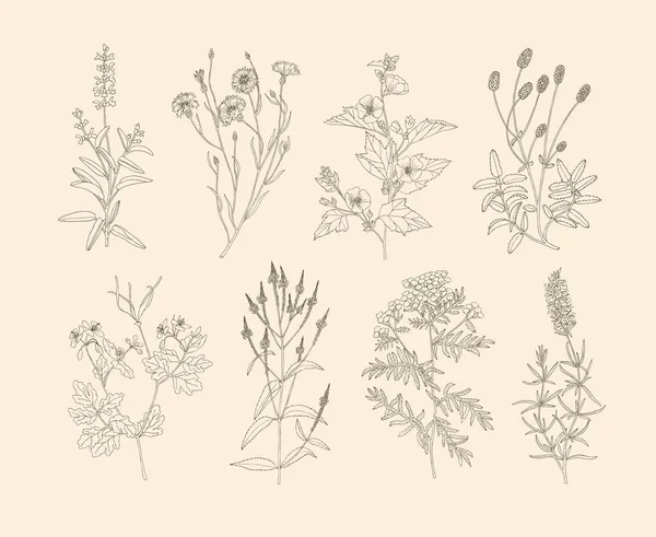 Vector medicinal herbs. — 스톡 벡터