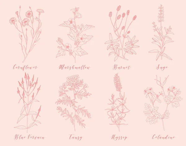 Herbes médicinales vectorielles . — Image vectorielle