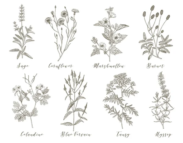 Vector medicinal herbs. — 스톡 벡터