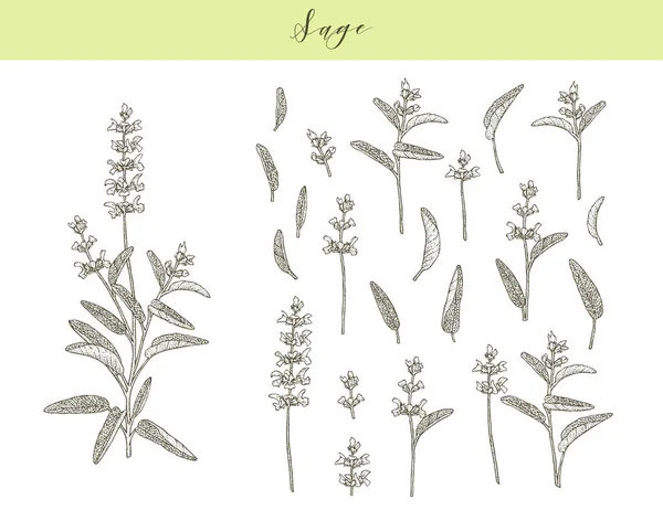 Vector sage plant. — 스톡 벡터