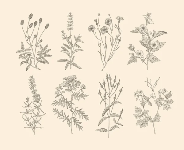 Vector medicinal herbs. — Stock Vector
