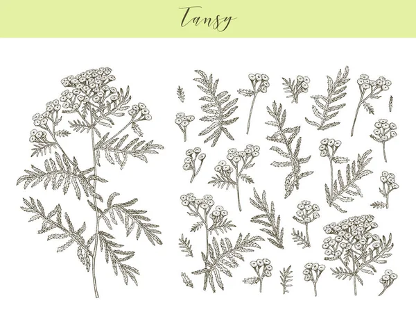 Vectortansy kruid. — Stockvector