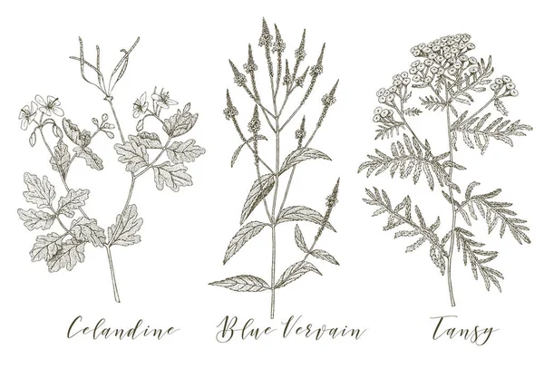 Vector medicinal herbs. — 스톡 벡터