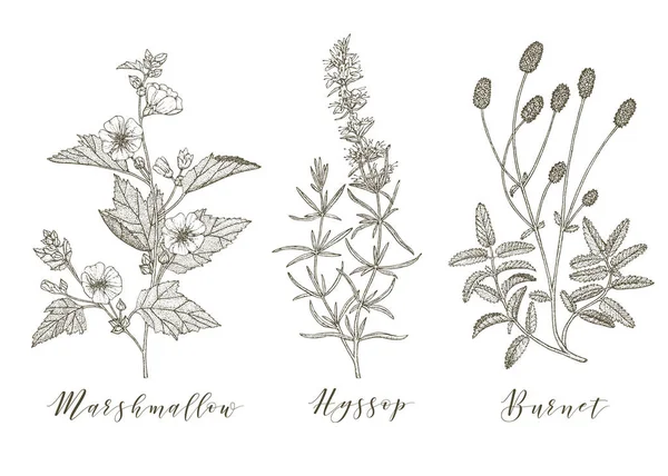 Herbes médicinales vectorielles . — Image vectorielle