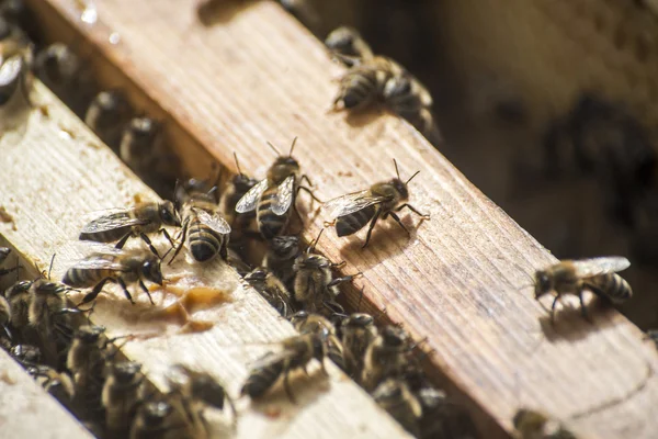 Honey bee beehive fa keret viasz — Stock Fotó