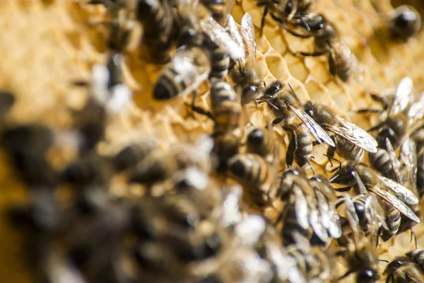 Mézelő méh beehive viasz keret működő — Stock Fotó